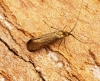 Nemophora metallica