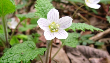 Wood Sorrel Copyright: Graham Smith