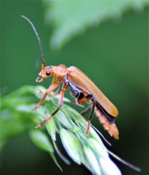 Cantharis livida Copyright: Wayne Richard Baker