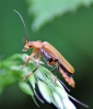 Cantharis livida Copyright: Wayne Richard Baker