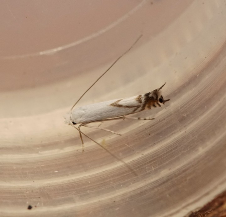 Lyonetia prunifoliella Copyright: Ben Sale