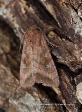 Splendid Brocade  Lacanobia splendens Copyright: Graham Ekins