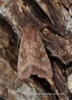 Splendid Brocade  Lacanobia splendens Copyright: Graham Ekins