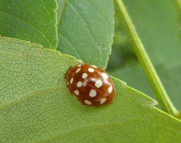 Calvia quattuordecimguttata Copyright: Yvonne Couch