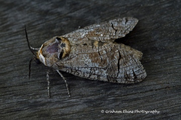 Goat Moth  Cossus cossus Copyright: Graham Ekins