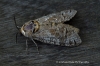 Goat Moth  Cossus cossus