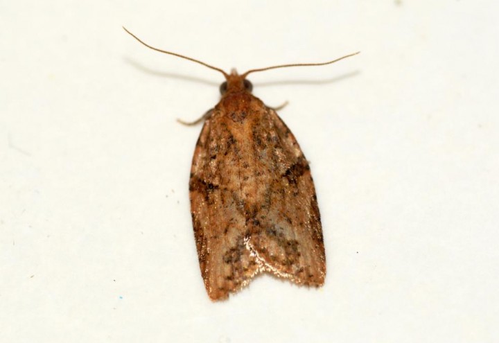 Cyclamen Tortrix (Clepsis spectrana) Copyright: Ben Sale