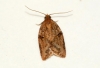 Cyclamen Tortrix (Clepsis spectrana) Copyright: Ben Sale