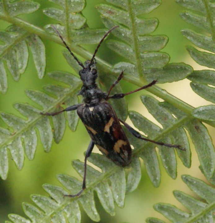 Rhagium bifasciatum Copyright: Robert Smith