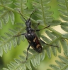 Rhagium bifasciatum Copyright: Robert Smith