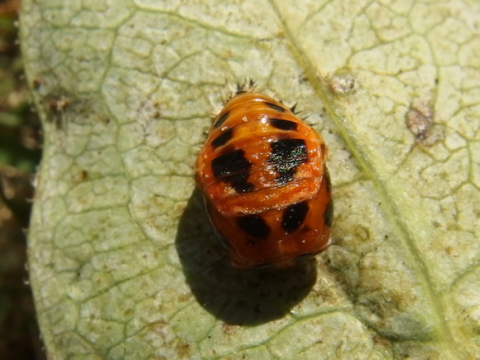 UID Ladybird 2 Copyright: Richard Bigg