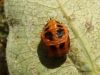 UID Ladybird 2 