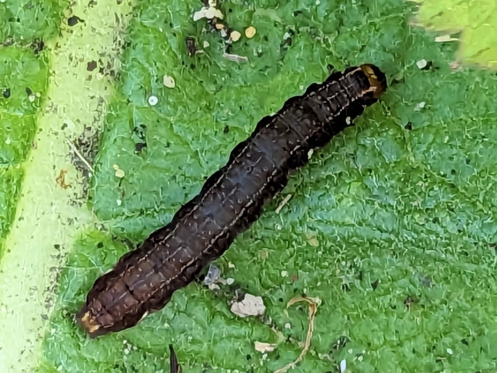 The Satellite caterpillar Copyright: Peter Pearson