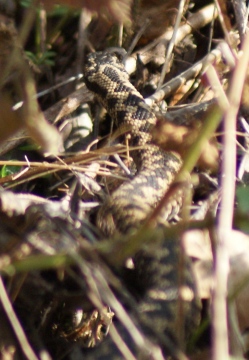 Jermaines Wood - Adder Copyright: Robert Smith