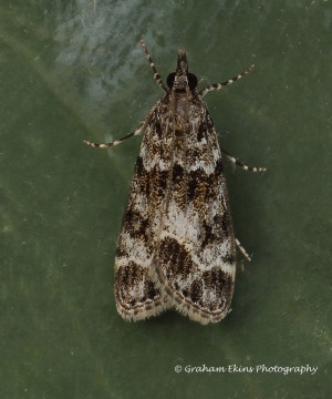 Eudonia mercurella 4 Copyright: Graham Ekins