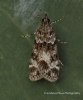 Eudonia mercurella 4 Copyright: Graham Ekins