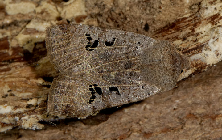 Black-spotted chestnut 2 Copyright: Peter Furze