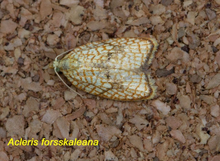 Acleris forsskaleana 2 Copyright: Graham Ekins