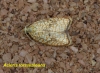 Acleris forsskaleana 2