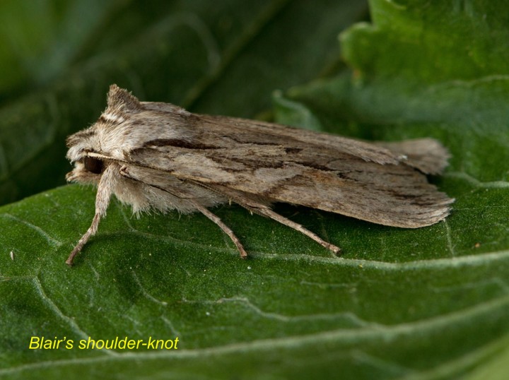 Blair's Shoulder-knot 2 Copyright: Graham Ekins