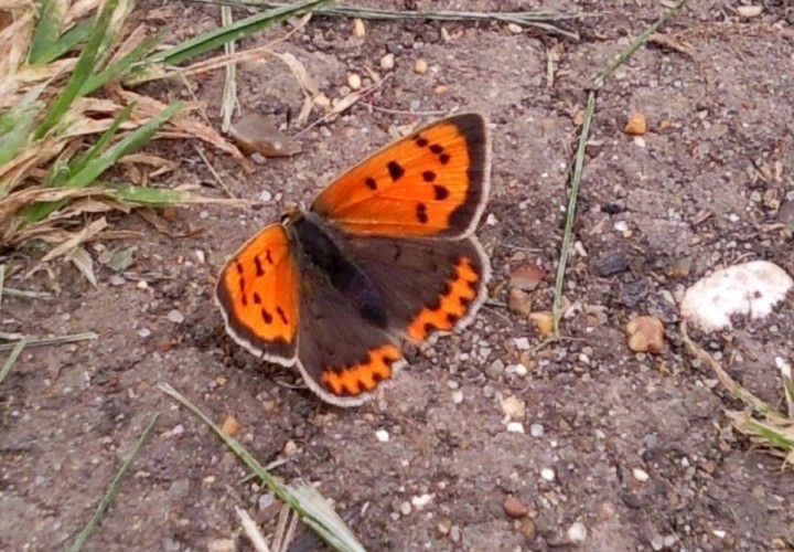 Small Copper Copyright: Ben Sale