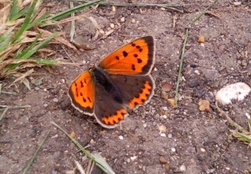 Small Copper Copyright: Ben Sale