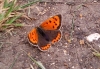 Small Copper