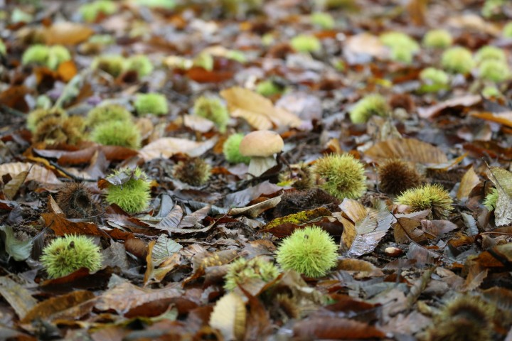 Autumnal Scene at Norsey Wood Copyright: Urszula Juziuczuk