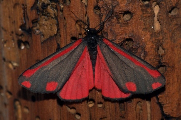 Cinnabar 2 Copyright: Ben Sale