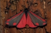 Cinnabar 2 Copyright: Ben Sale