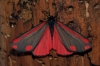 Cinnabar 2 Copyright: Ben Sale