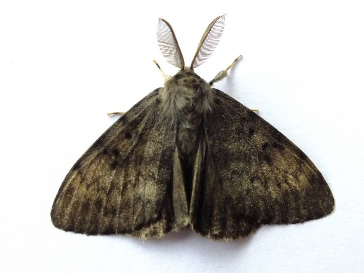 Gypsy Moth 2021 Copyright: Peter Pearson