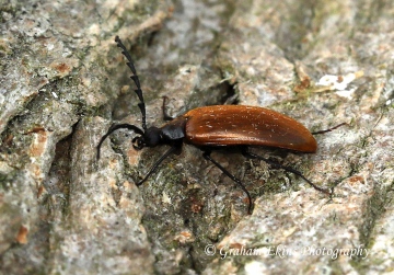 Pseudocistela ceramboides 2 Copyright: Graham Ekins