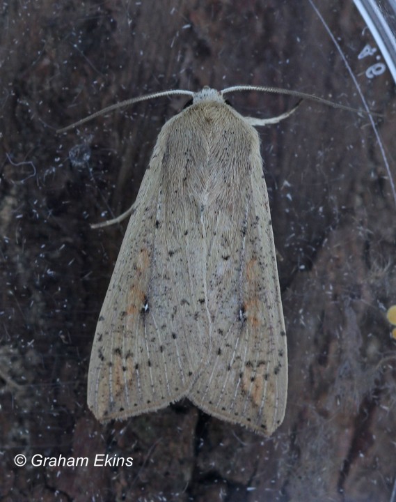 Mythimna unipuncta Copyright: Graham Ekins