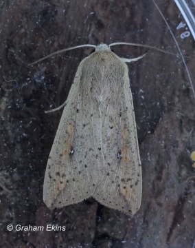 Mythimna unipuncta Copyright: Graham Ekins