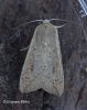 Mythimna unipuncta Copyright: Graham Ekins