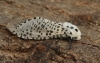 Leopard Moth 5