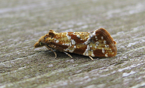 Aethes piercei. Copyright: Stephen Rolls