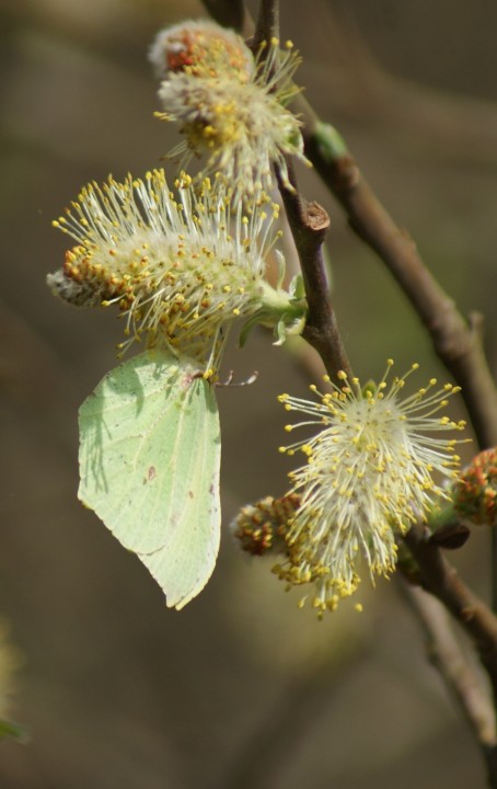 female Brimstone Sallow Copyright: Robert Smith