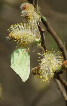 female Brimstone Sallow Copyright: Robert Smith