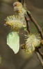 female Brimstone Sallow 