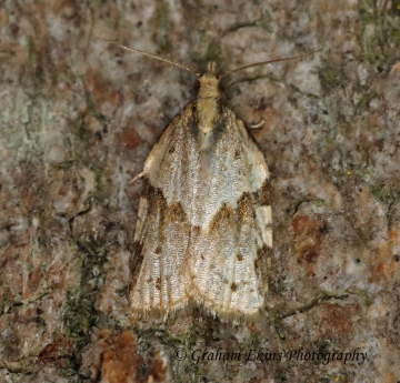 Clepsis spectrana 4 Copyright: Graham Ekins