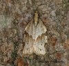 Clepsis spectrana 4