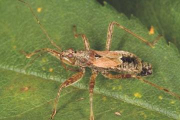 Himacerus apterus Copyright: Peter Harvey