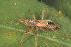 Himacerus apterus 