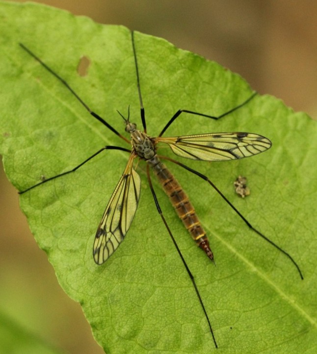 Tipula varipennis Copyright: Yvonne Couch