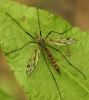 Tipula varipennis 