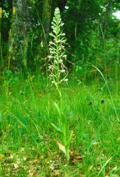 Himantoglossum hircinum Copyright: Peter Harvey