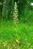 Himantoglossum hircinum 