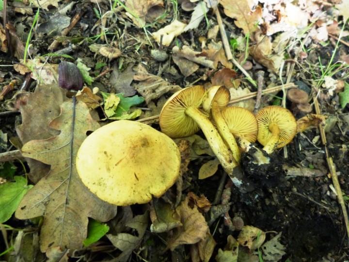 Tricholoma sulphureum Copyright: Graham Smith